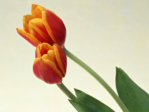 421612 (a): :1600x1200